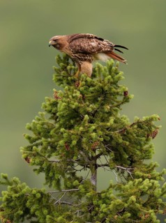 Red-tailed Hawk (Buteo jamaicensis) perched in a tree, British Columbia, Canada