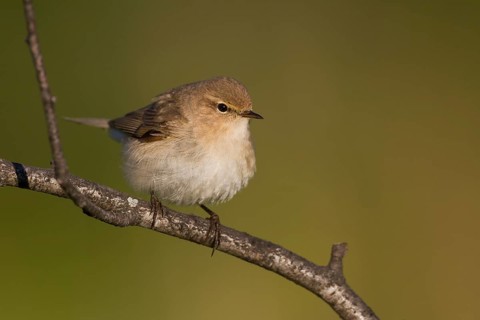 Siberian Chiffchaff - Taigazilpzalp - Phylloscopus tristis, Kazakhstan