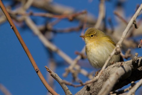 Iberian Chiffchaff - Iberienzilpzalp - Phylloscopus iberiae, Morocco