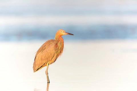 Reddish Egret (Egretta rufescens) foraging, Florida, USA