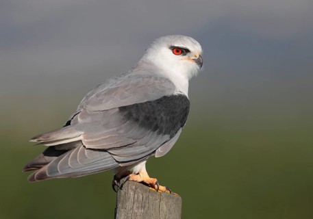 Black-winged Kite (Elanus caeruleus), Vila Franca de Xira, Portugal