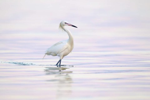 Reddish Egret (Egretta rufescens), Florida, USA