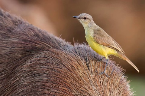 Cattle Tyrant (Machetornis rixosa) perched on a Capybara in the Pantanal of Brazil