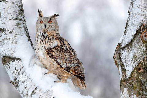 Winter scene with owl. Big Eastern Siberian Eagle Owl, Bubo bubo sibiricus, sitting on hillock with