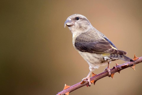 Red Crossbill (Loxia curvirostra) juvenile perched on a branch, Aragon, Spain