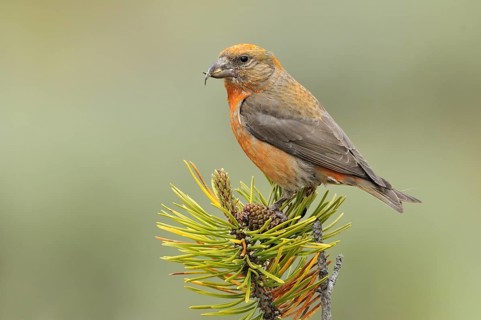 Red Crossbill (Loxia curvirostra) male, Oregon, USA