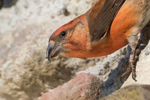 Common Crossbill - Fichtenkreuzschnabel - Loxia curvirostra ssp. curvirostra, Germany