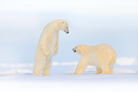 Polar bear dancing fight on the ice. Two bears love on drifting ice with snow, white animals in