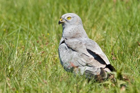 Montagu´s Harrier (Circus pygargus), adult male on grassland, Galicia, Spain