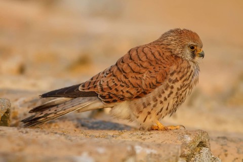 Lesser Kestrel (Falco naumanni), female on roof, Castile-La Mancha