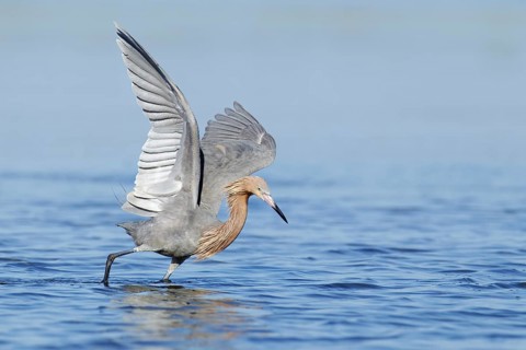 Reddish Egret (Egretta rufescens), Florida, USA