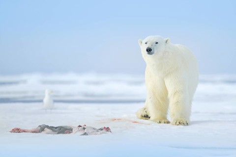 Two polar bears with killed seal. White bear feeding on drift ice with snow, Svalbard, Norway.