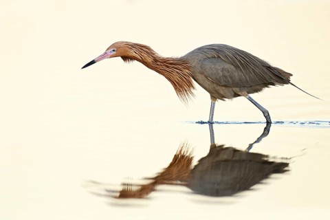 Reddish Egret (Egretta rufescens), Florida, USA