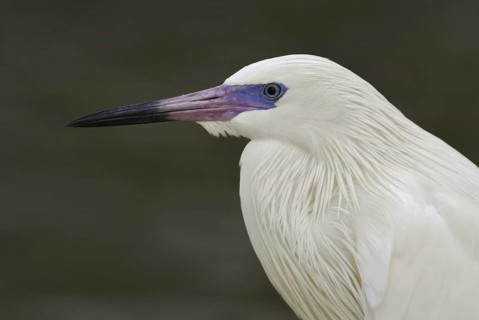 Reddish Egret (Egretta rufescens), Florida, USA