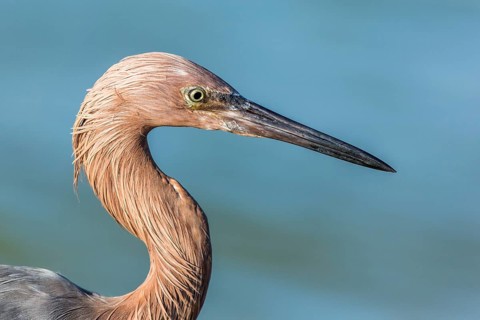 Reddish Egret (Egretta rufescens), Florida, USA