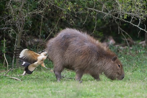 A Yellow-headed Caracara feeds from the rear end of a Capybara. In this image the caracara has