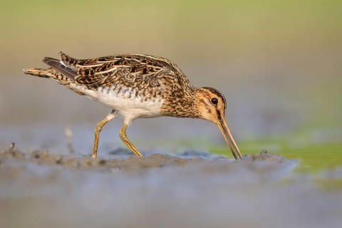 Common Snipe (Gallinago gallinago) foraging, Poland