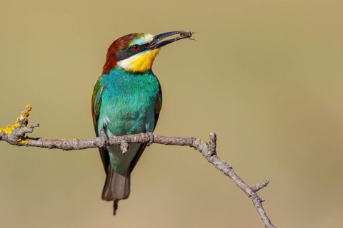 European Bee-eater (Merops apiaster) perched on a branch with an insect in its beak, Lesvos, Greece