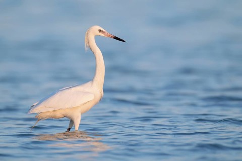 Reddish Egret (Egretta rufescens), Florida, USA