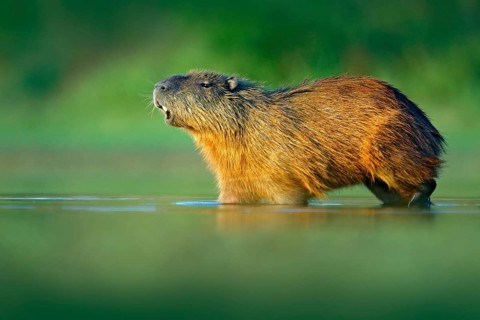 Capybara, Hydrochoerus hydrochaeris, Biggest mouse in water with evening light during sunset,