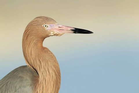 Reddish Egret (Egretta rufescens), Florida, USA