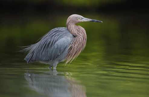 Reddish Egret (Egretta rufescens), Florida, USA