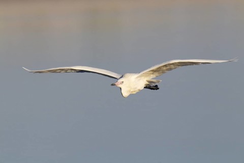 Reddish Egret (Egretta rufescens) flying, Florida, USA