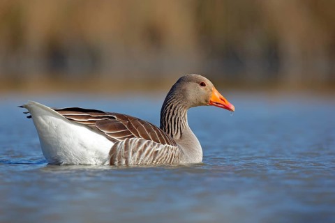 Duck in the water. Greylag Goose, Anser anser, floating on the water surface. Bird in the water.