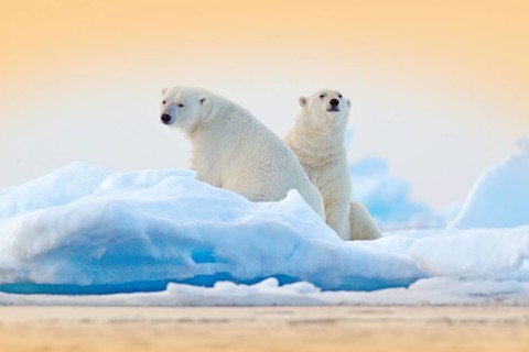 Dangerous bear sitting on the ice, beautiful blue sky. Polar bear on drift ice edge with snow and