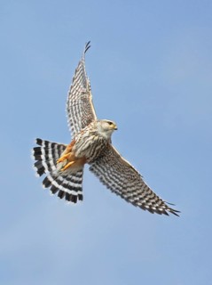 Merlin (Falco columbarius) flying, Saskatchewan, Canada