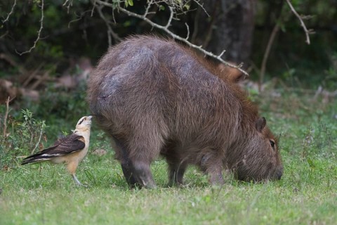 A Yellow-headed Carcara inspects the rear side of a Capybara looking for insects to feed upon.