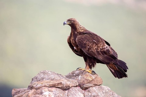 Golden Eagle (Aquila chrysaetos), Madrid, Spain