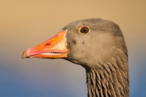 Greylag Goose (Anser anser), Utrecht, Netherlands