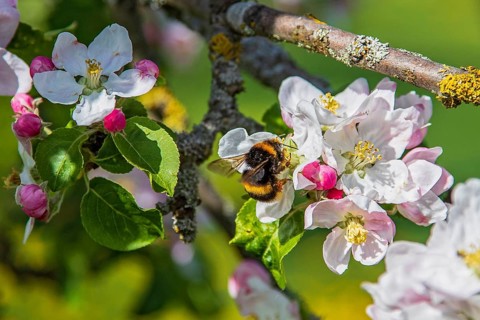 Erdhummel (Bombus terrestris) sammelt Nektar an an blühendem Apfelbaum (Pyrus malus), Hessen,