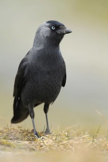 Western Jackdaw (Coloeus monedula)