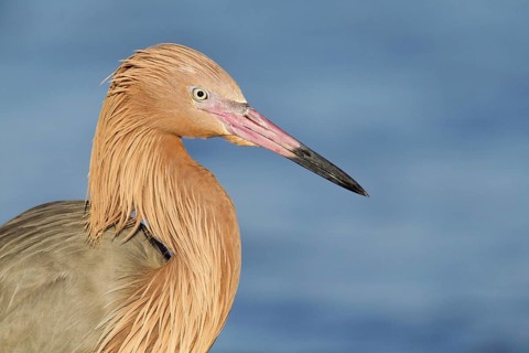 Reddish Egret (Egretta rufescens), Florida, USA