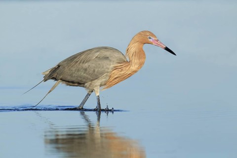Reddish Egret (Egretta rufescens), Florida, USA
