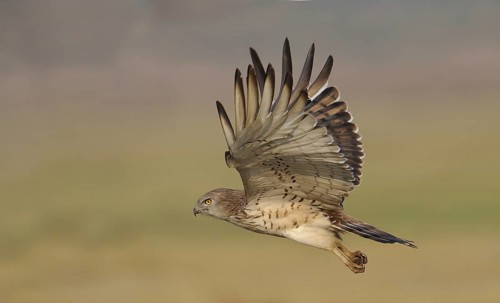 Short-toed Snake Eagle (Circaetus gallicus), India