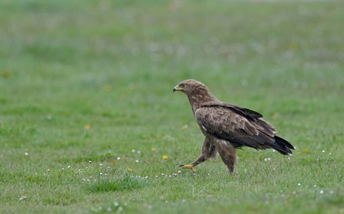 Schreiadler, lat. Aquila pomarina, zu Fuß auf einer Wiesebei der Nahrungssuche