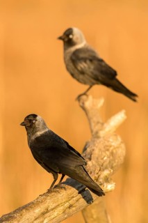Western Jackdaw (Coloeus monedula), Romania