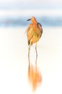 Reddish Egret (Egretta rufescens) foraging, Florida, USA