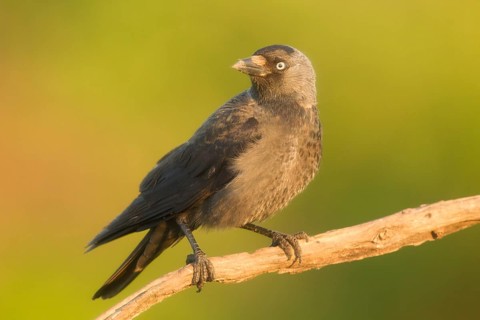 Western Jackdaw (Coloeus monedula) perched on a branch, Serbia