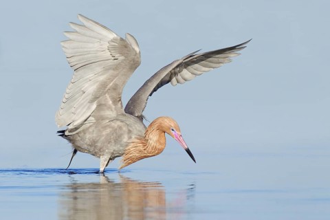 Reddish Egret (Egretta rufescens), Florida, USA