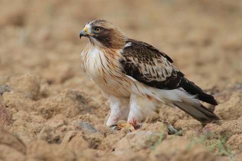 Booted Eagle (Hieraaetus pennatus), Extremadura, Spain