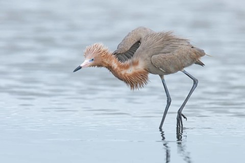Reddish Egret (Egretta rufescens) foraging, Texas, USA