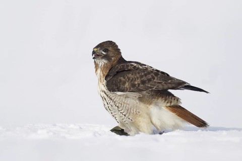 Red-tailed Hawk (Buteo jamaicensis), Ohio, USA