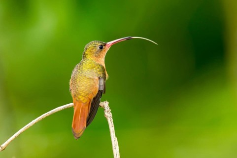 Cinnamon Hummingbird Amazilia rutila La Bajada, Nayarit, Mexico 8 June Adult with tongue extended.