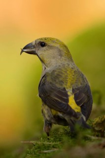 Red Crossbill (Loxia curvirostra) female, Utrecht, Netherlands
