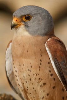 Lesser Kestrel (Falco naumanni), male portrait, Castile-La Mancha