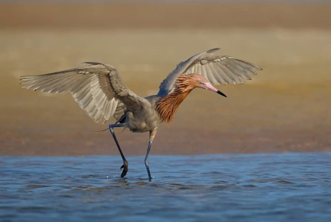 Reddish Egret (Egretta rufescens) foraging, Florida, USA
